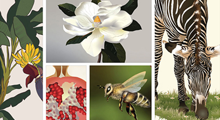 动植物Fauna CSM设计展览